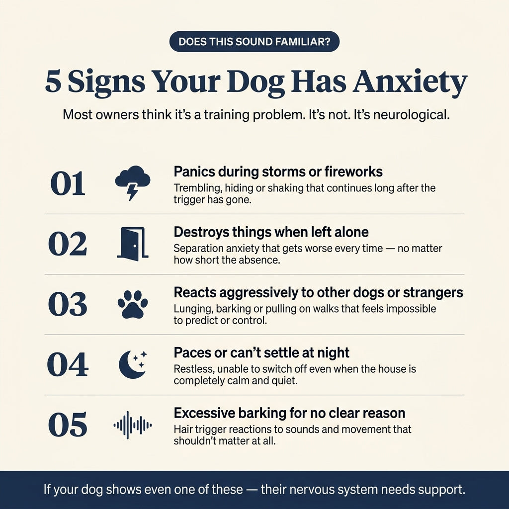 Pawden Calm Daily™